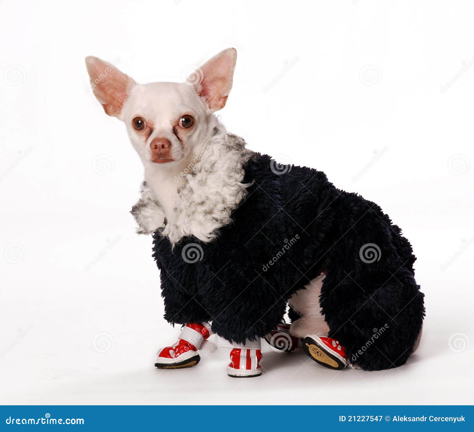 Small dog in cloth stock image. Image of animal, friendship 21227547
