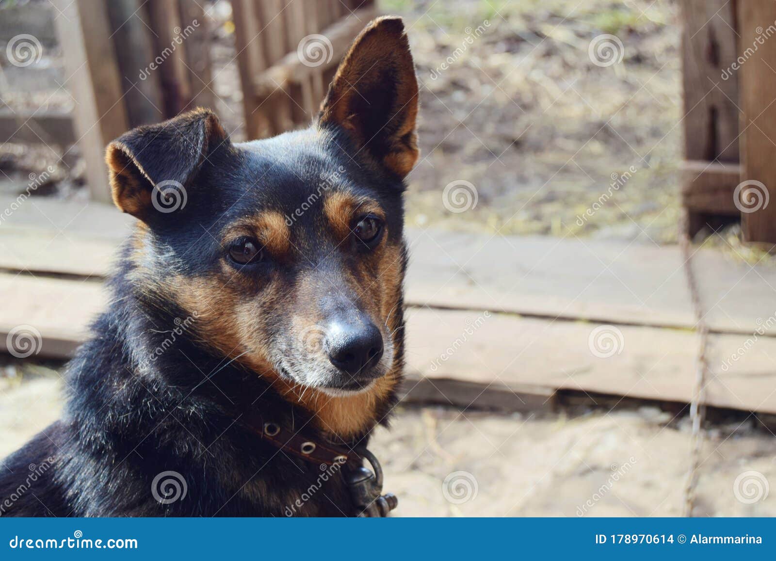 Small Dog Dachshund Color German Shepherd Close-up on a Chain with a Collar  in a Country House. Stock Photo - Image of friend, horizontal: 178970614