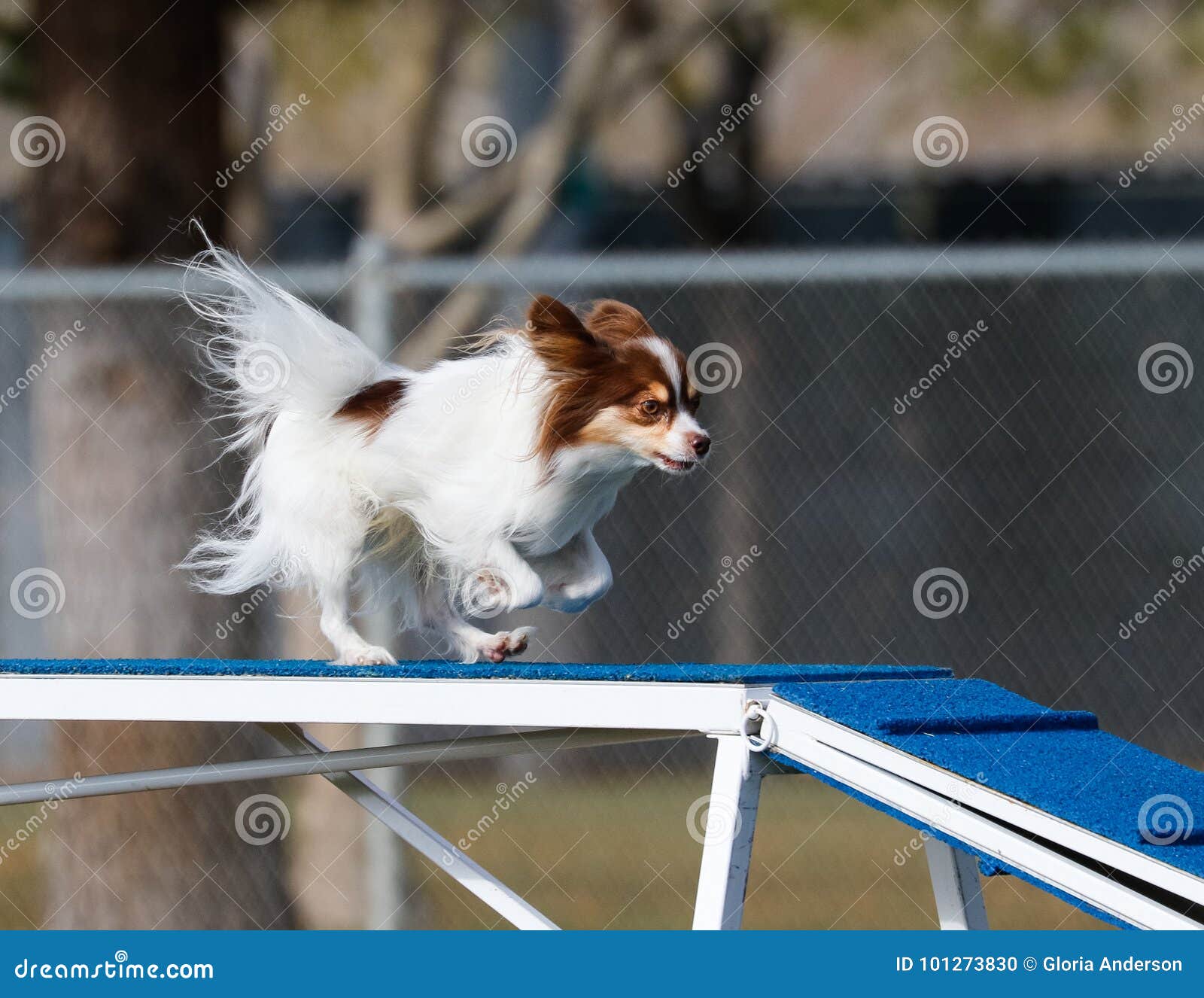 Small Dog On The Dog Walk In Agility Stock Photo Image Of Jump Happy 101273830