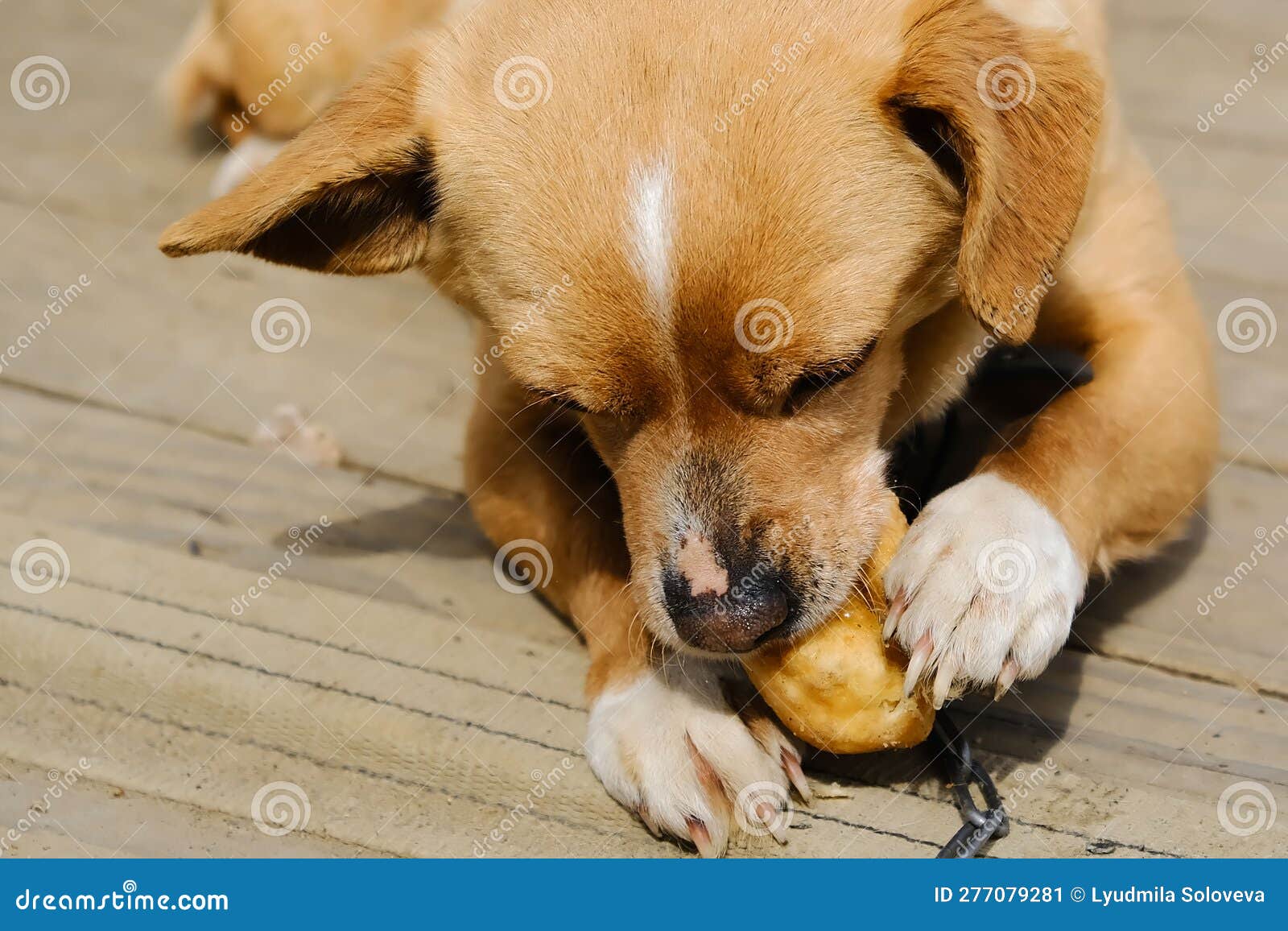 A Small Dog is Eating a Pie on a Wooden Deck. Closeup Stock Image Image of shelter