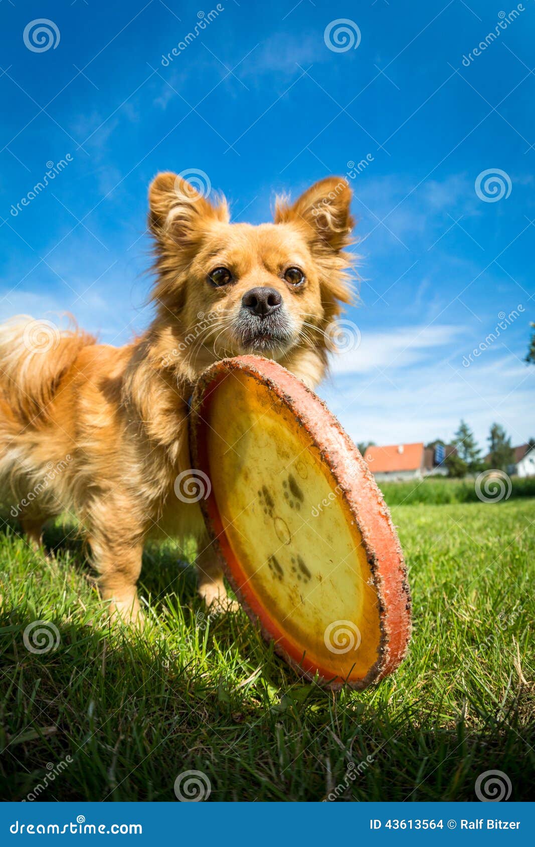 small dog frisbee