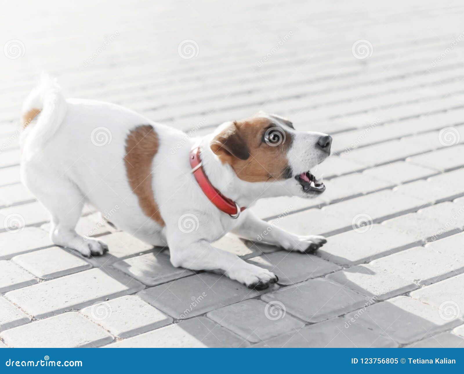 a small dog jack russell terrier in red collar running, jumping, playing and barking on gray sidewalk tile at sunny