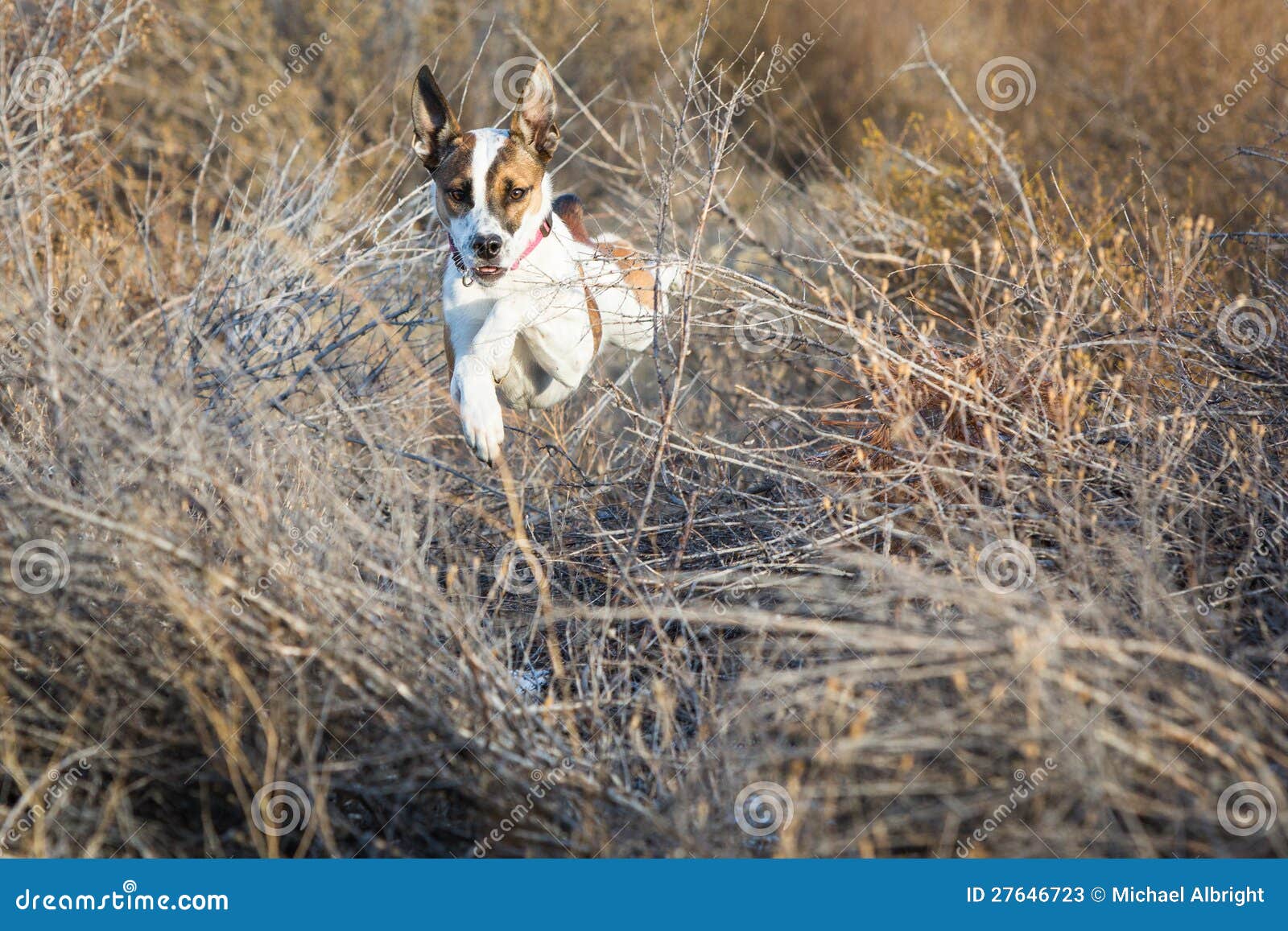 Small Dog Jumping through Shrubs Stock Image Image of landscape