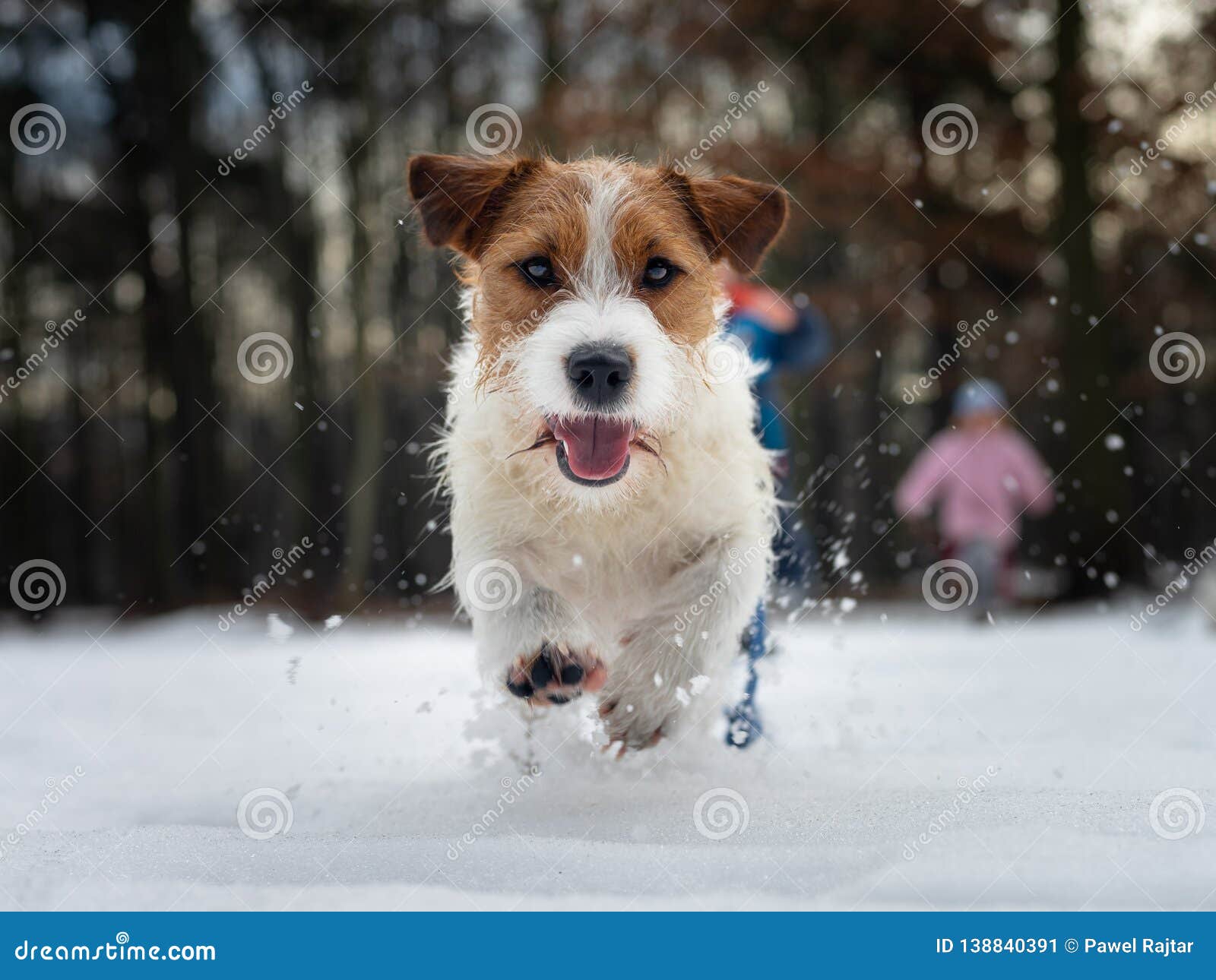 Small Dog Jumping in the Snow, Photo from Low Position. Sharp and