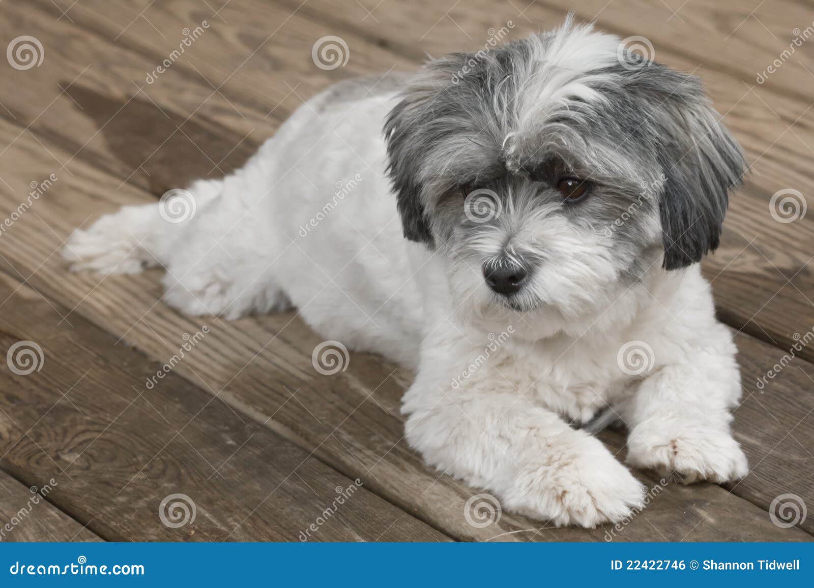 small grey and white dog
