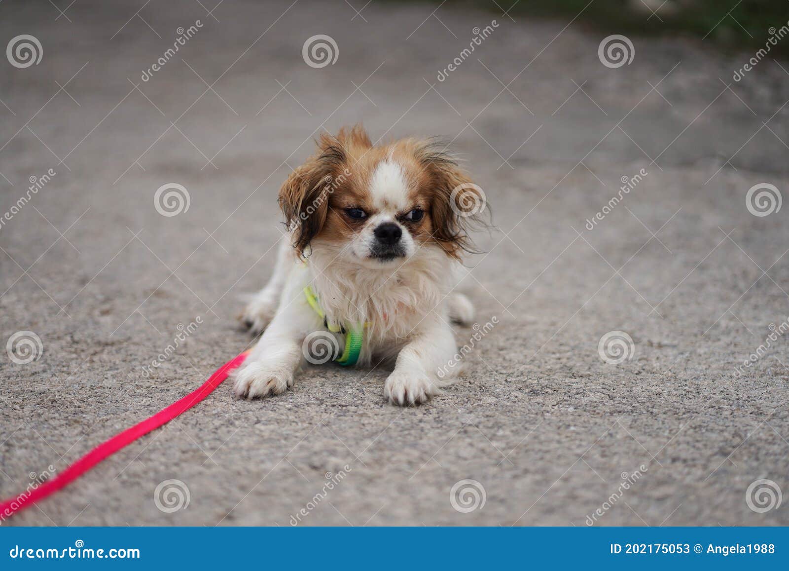 pekingese puppy