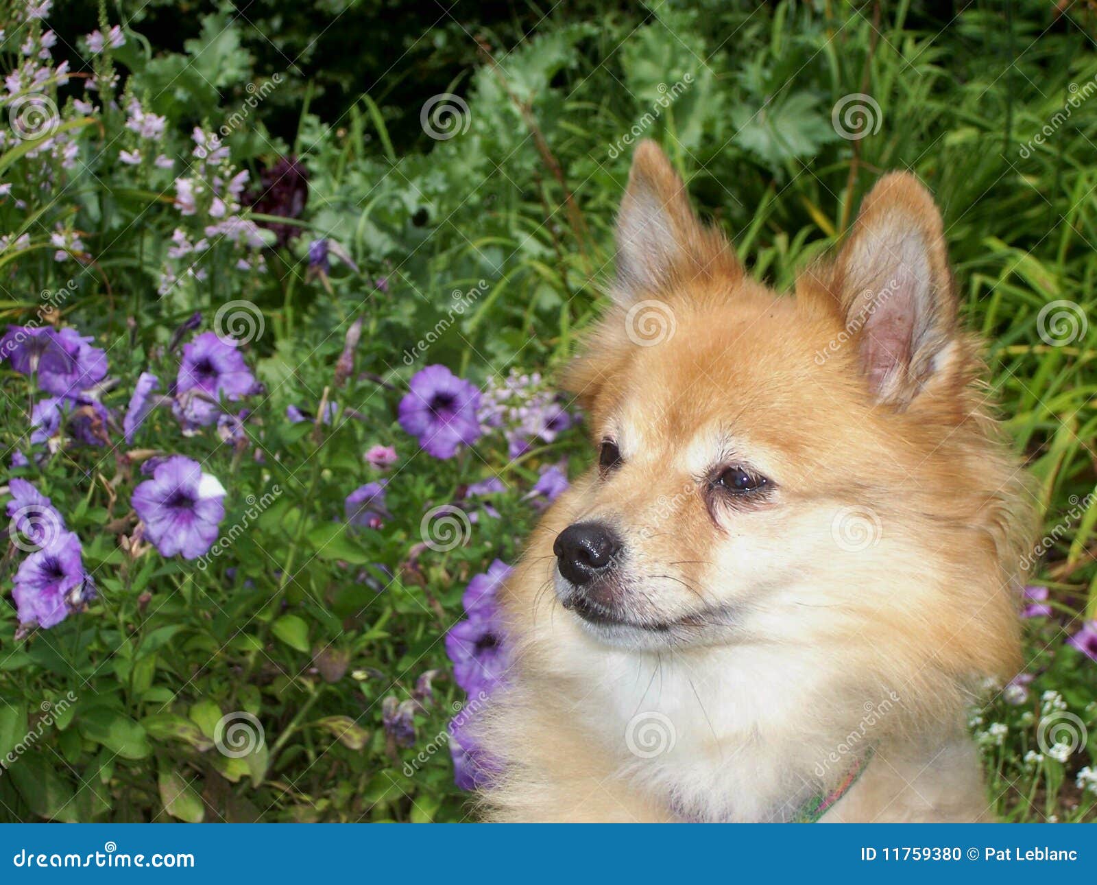 Small Dog and Petunias stock photo. Image of garden, mammal 11759380