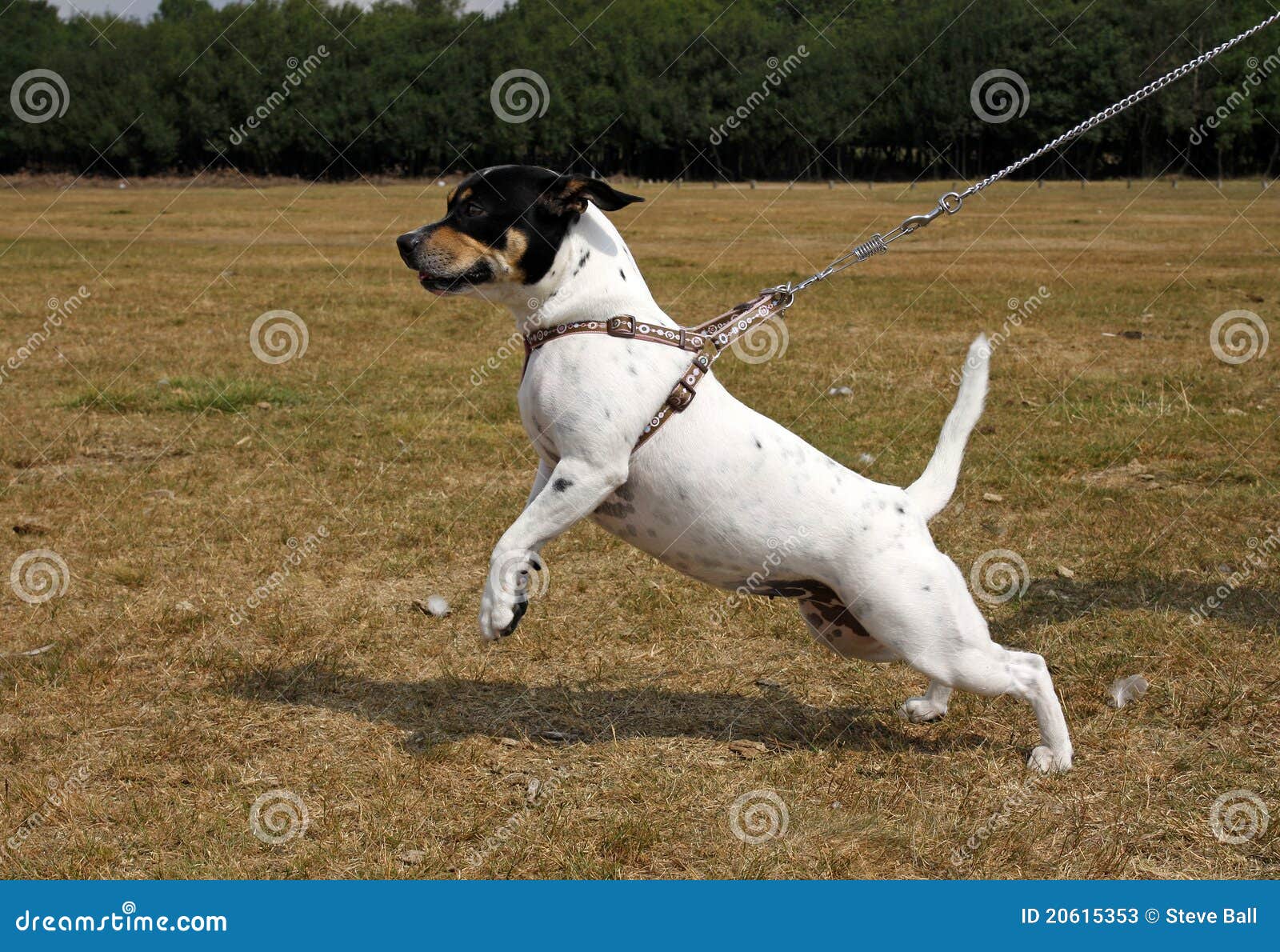 small dog pulling on a lead