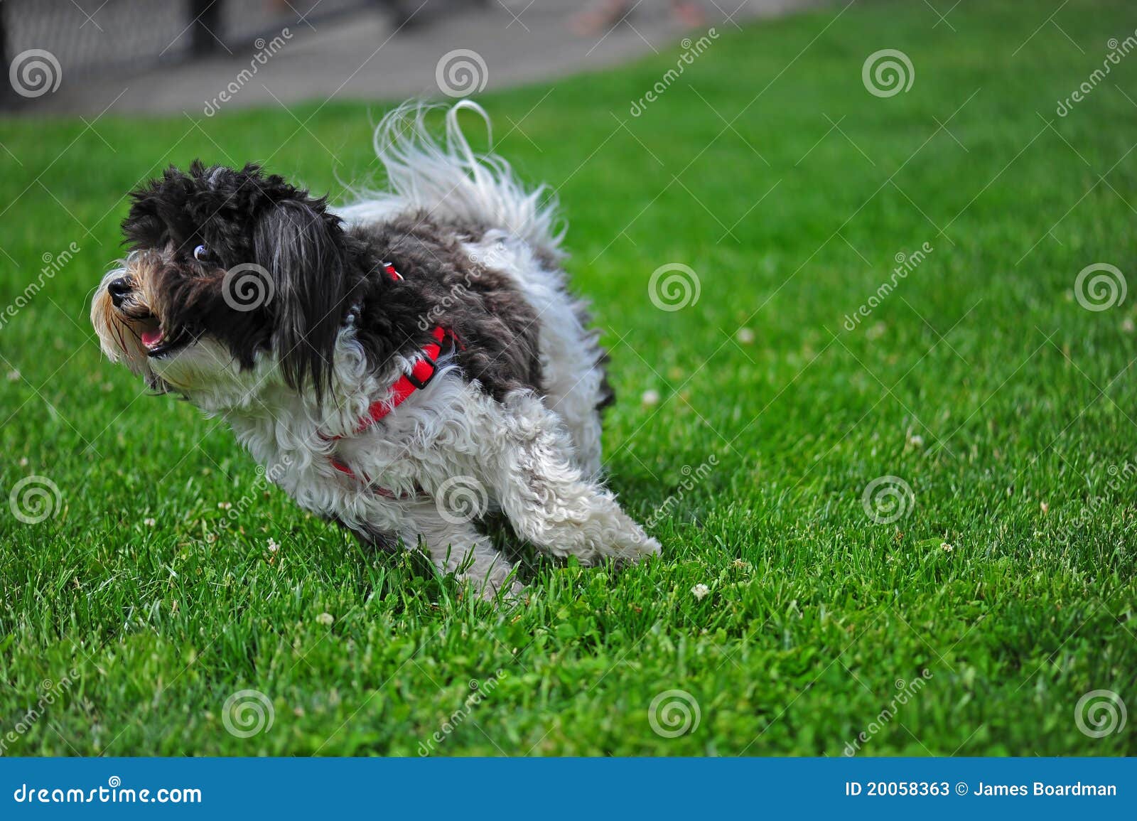 Small dog running stock image. Image of paws, canine 20058363