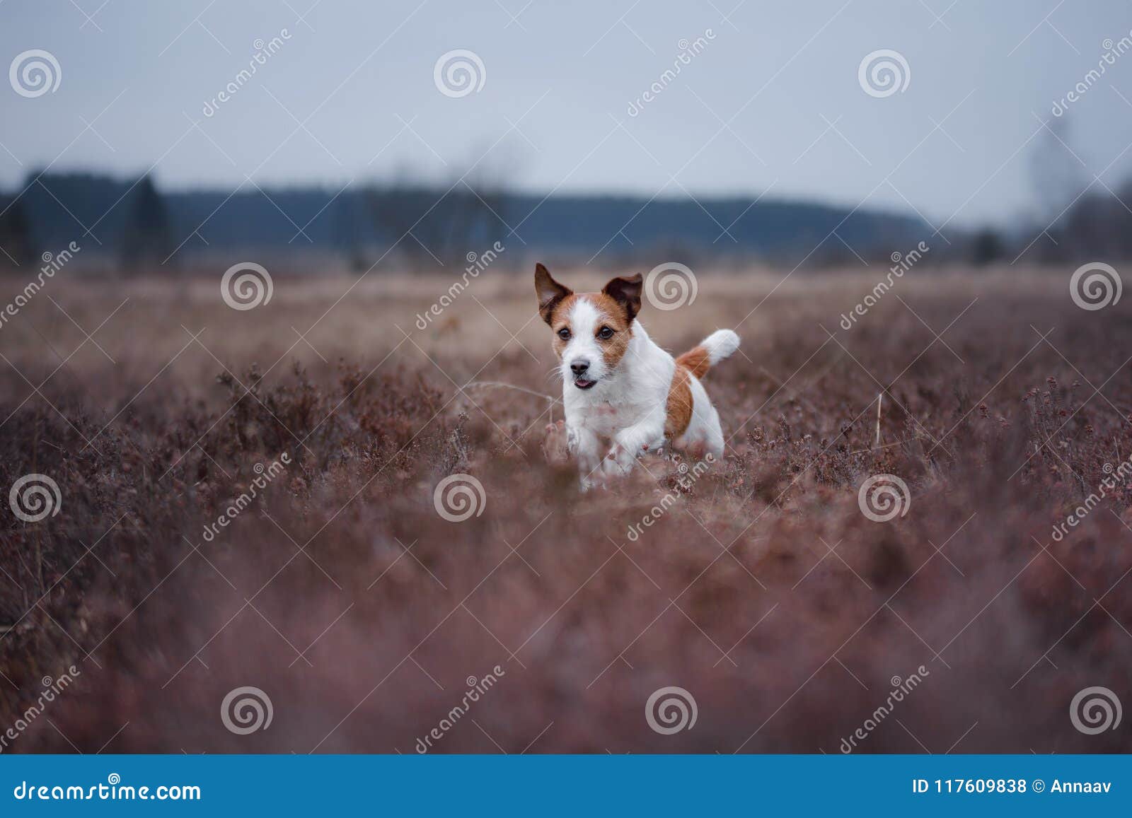 A Small Dog Runs in a Heather Field Stock Photo Image of green, field
