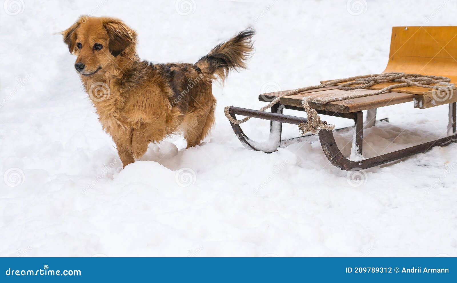 Mini hotsell dog sled
