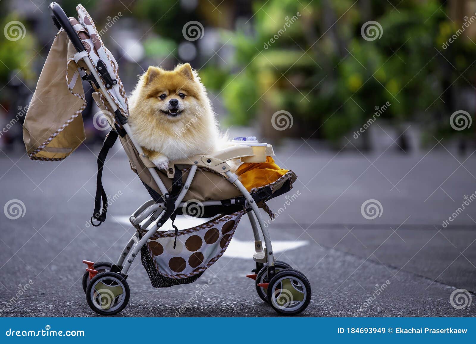 pomeranian stroller