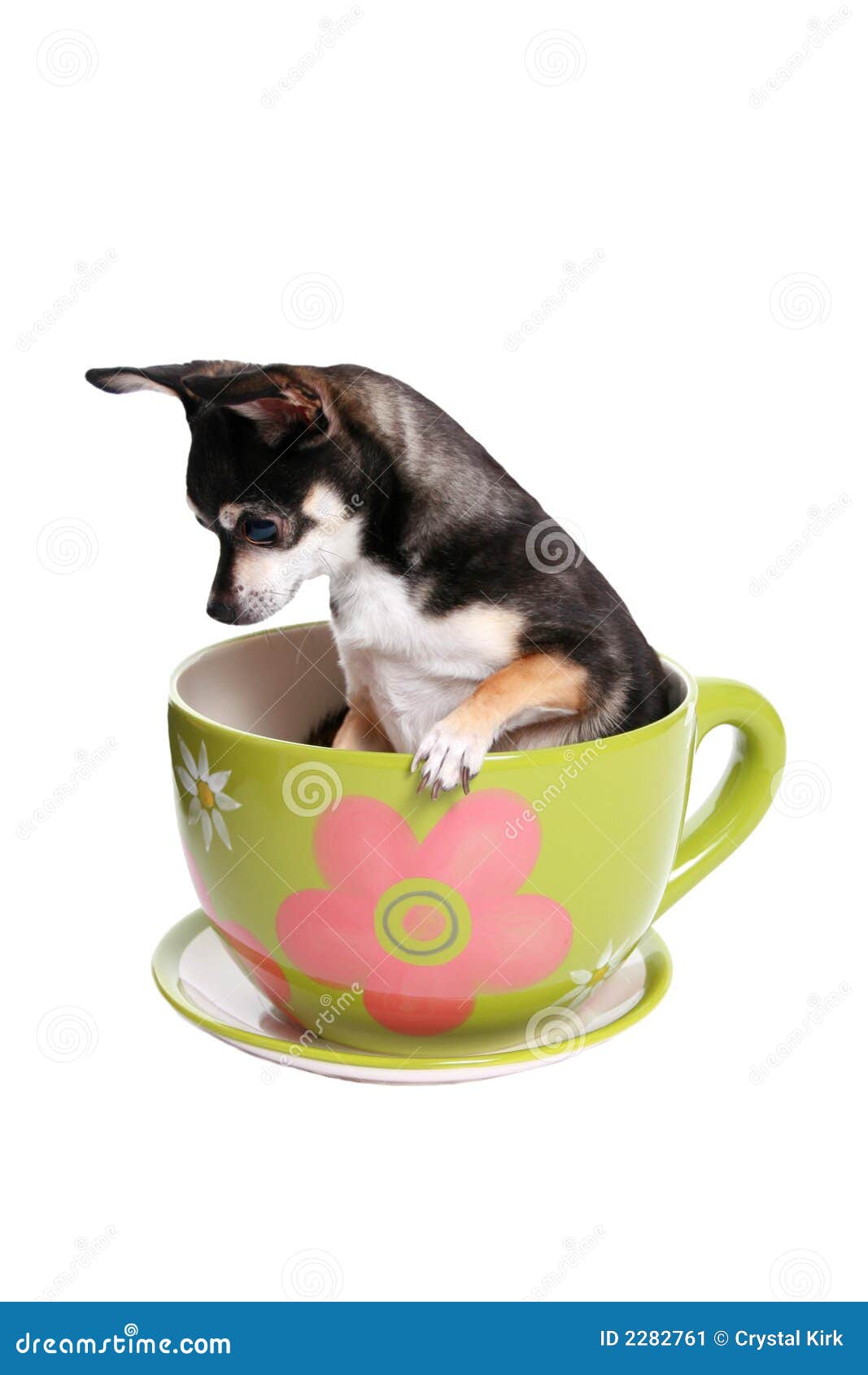 Small dog in tea cup stock image. Image of greenish, tiny 2282761