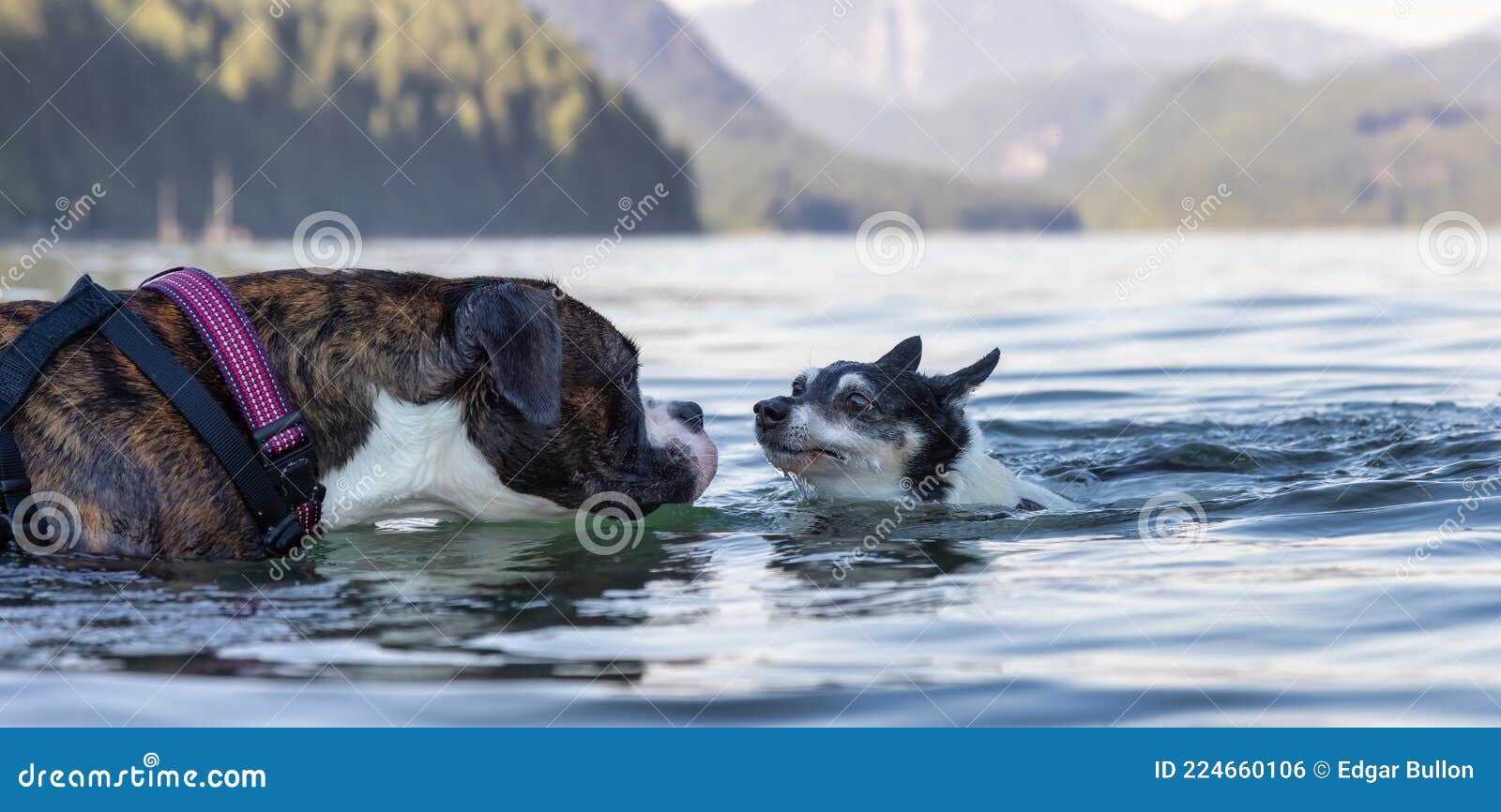 Small Dog, Toy Fox Terrier, and Boxer Swimming in the Water. Stock