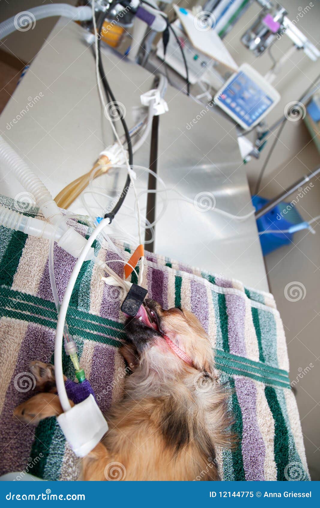 Small Dog Under Anesthesia Royalty Free Stock Photo Image 12144775