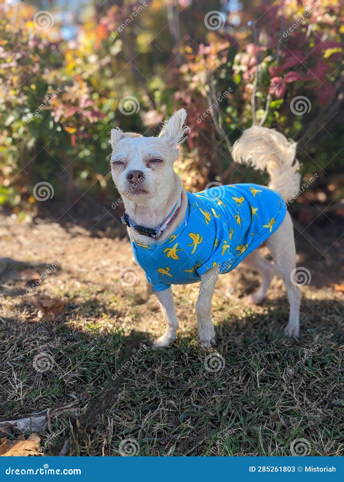 Small Dog Wearing a Shirt Outside in the Fall Stock Image Image of