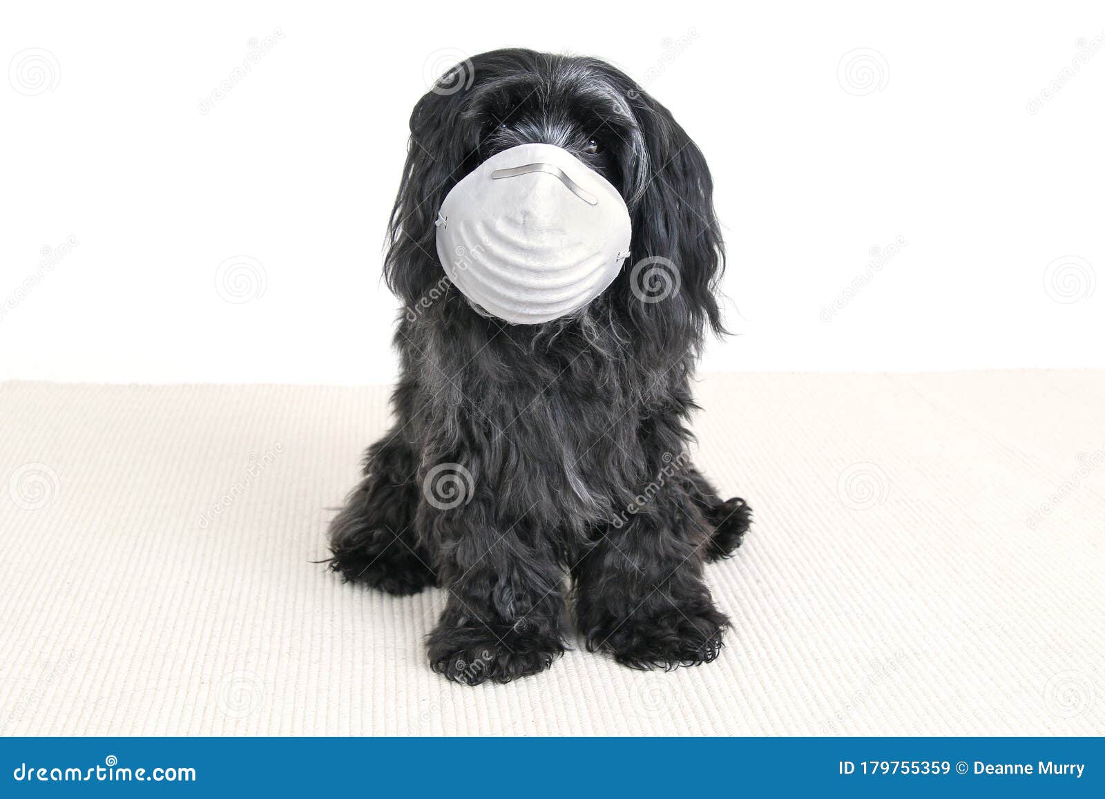 small dog wears a mask covid 19 corona virus