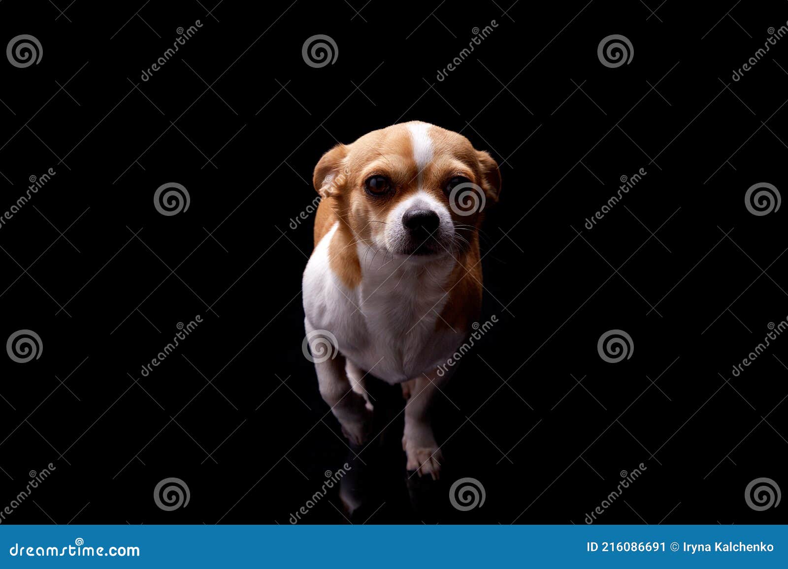 Small Dog White Brown Fur Color Standing Bark Commercial for Veterinary Care and Health or Doggie Food Nutrition Funny Pet Puppy Stock Image - Image of pedigreed, caress: 216086691 Small Dog White Brown Fur Color Standing Bark Commercial for Veterinary Care and Health or Doggie Food Nutrition Funny Pet Puppy Stock Image - Image of pedigreed, caress: 216086691