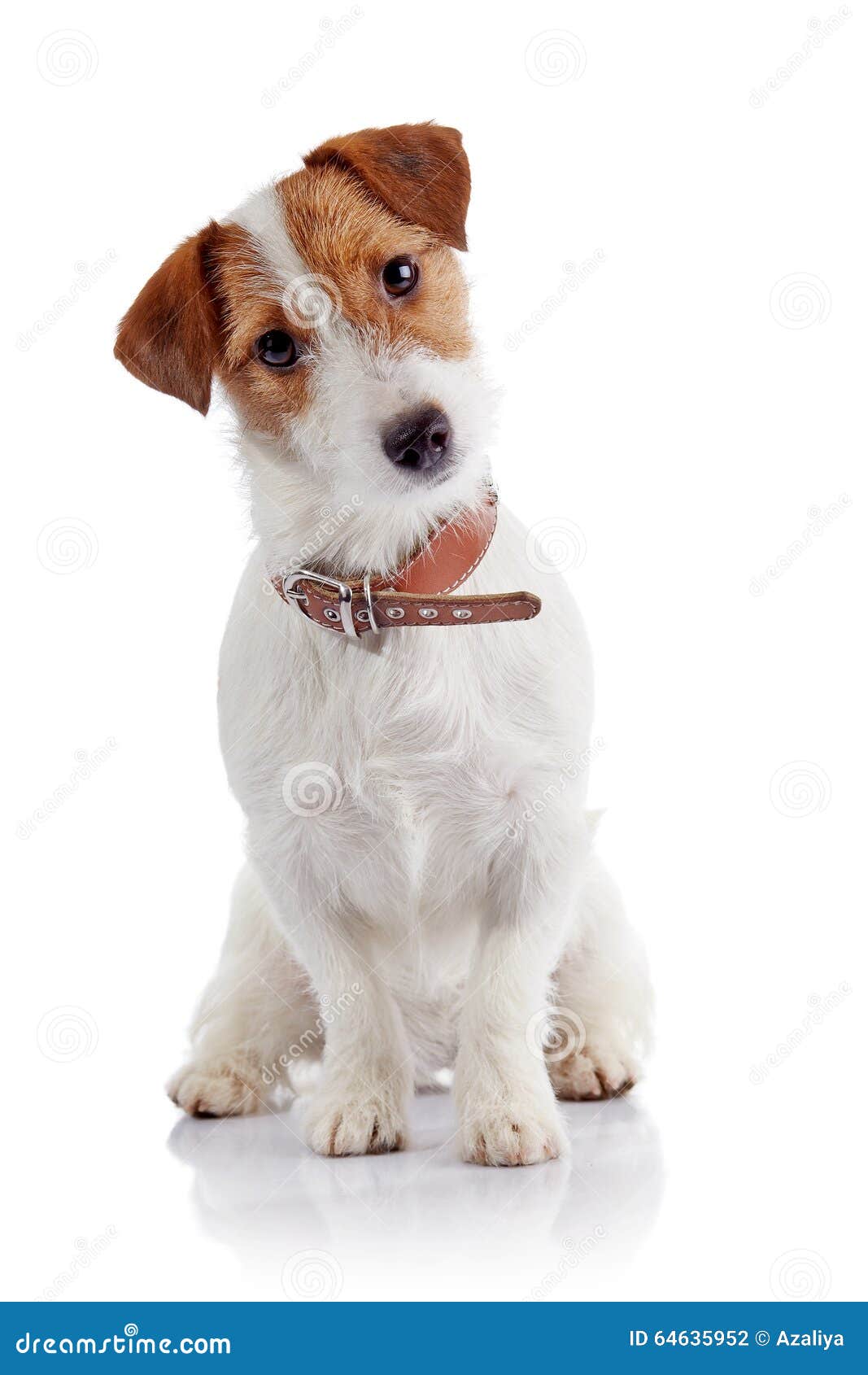 hairy jack russell terrier