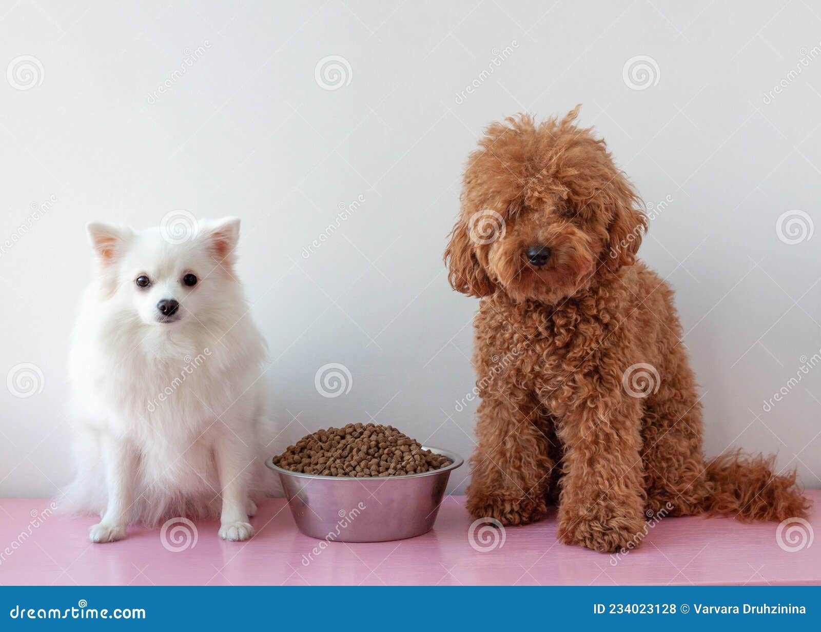 Small Dogs a Red Brown Miniature Poodle and a White Pomeranian Sit Next To  a Large Bowl of Dry Dog Food Stock Photo - Image of canine, diet: 234023128