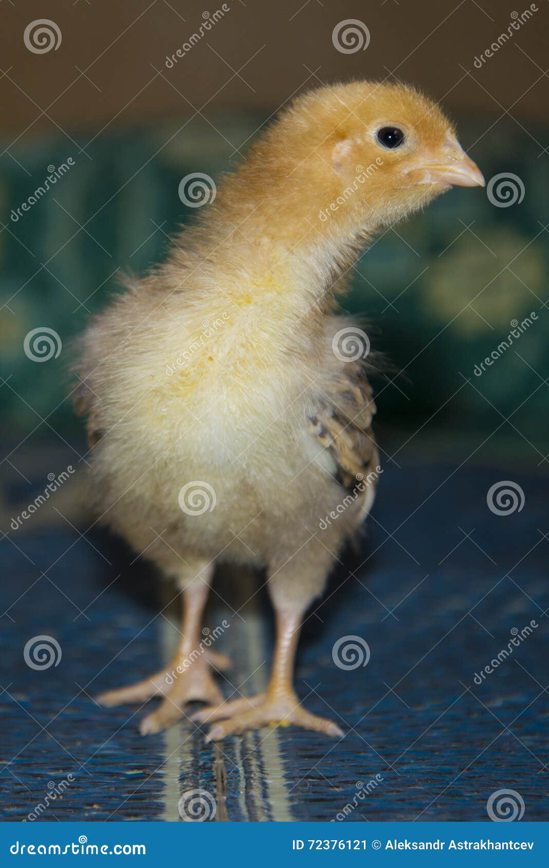 A small, downy chick walks stock image. Image of chuck 72376121