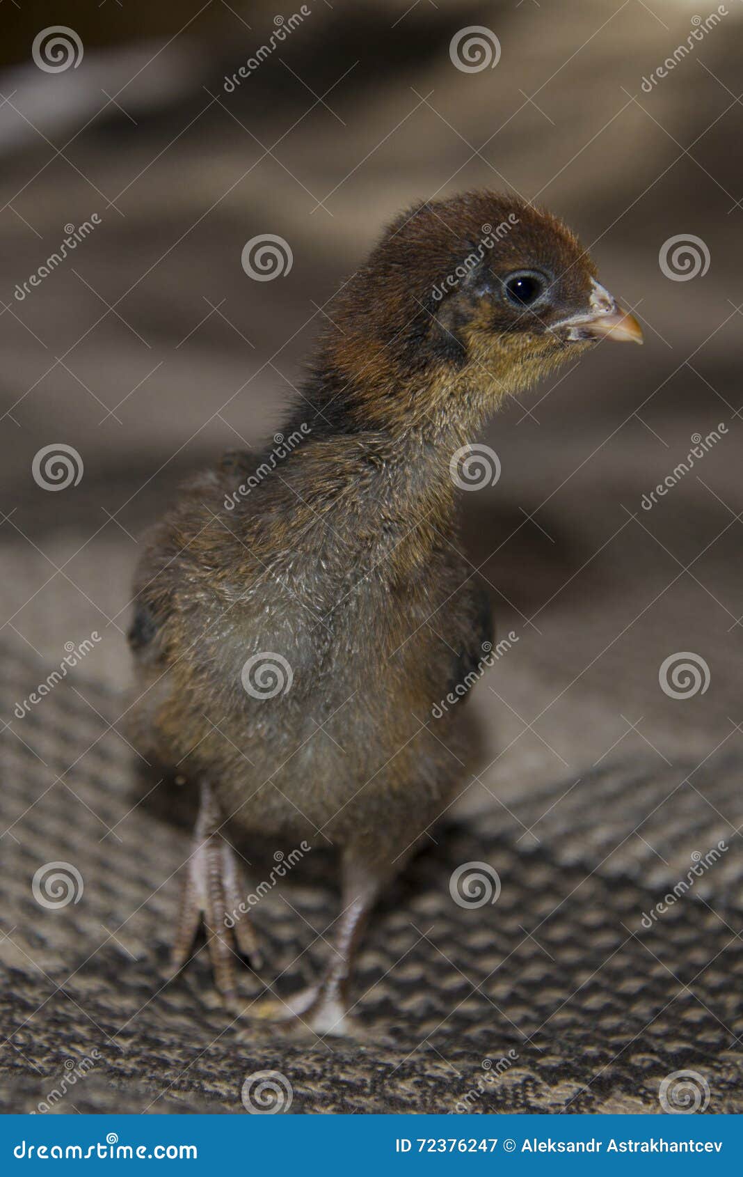 A small, downy chick walks stock image. Image of chuck 72376247