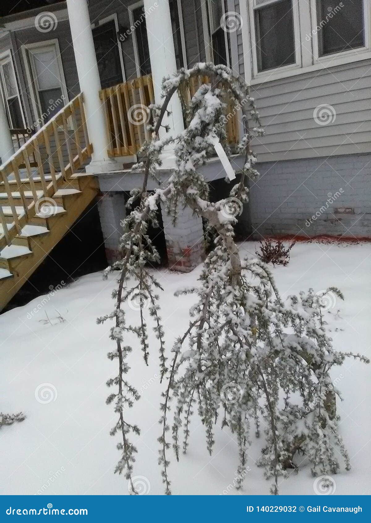 droppy tree droppy tree