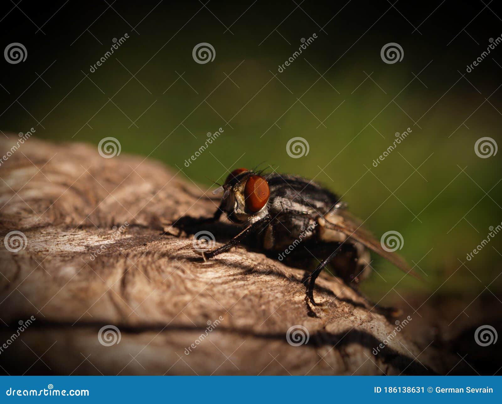 small drop in the eye of a fly, posing on a root