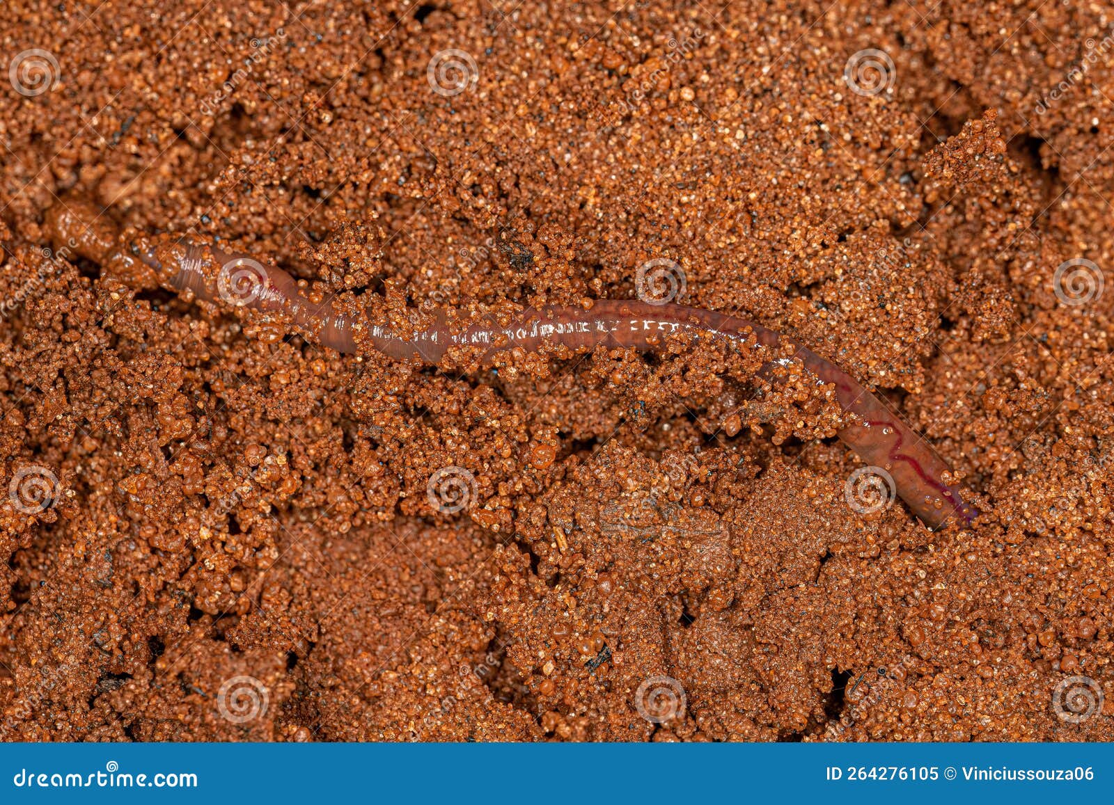 Small Earthworm Arthropod stock image. Image of animals 264276105