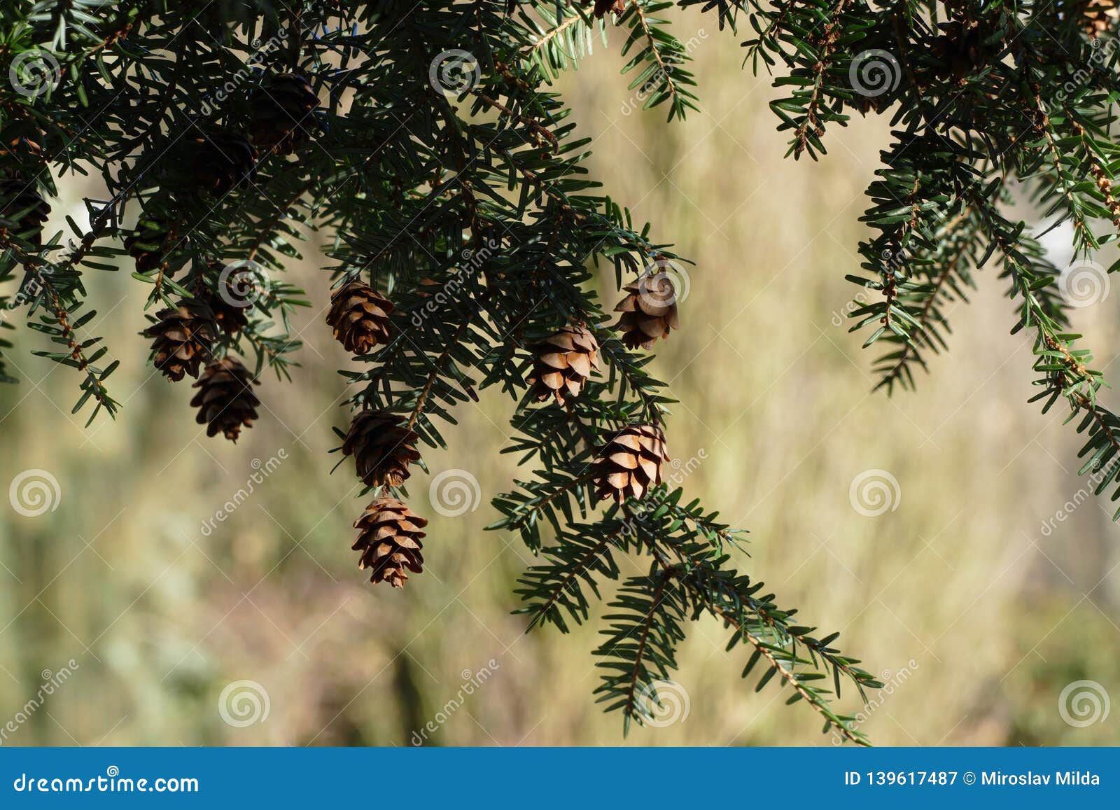 Small Eastern Canadian Hemlock Cones Stock Image - Image of natural