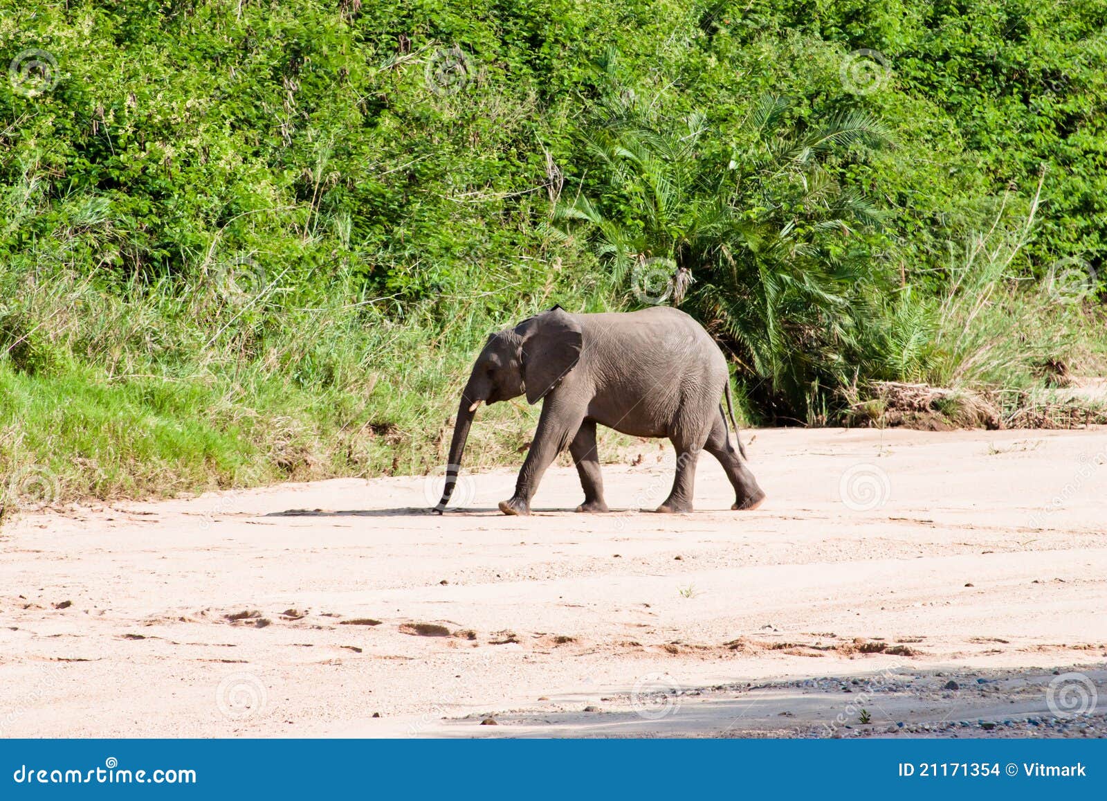 Small elephant in Africa stock photo. Image of park, wild 21171354