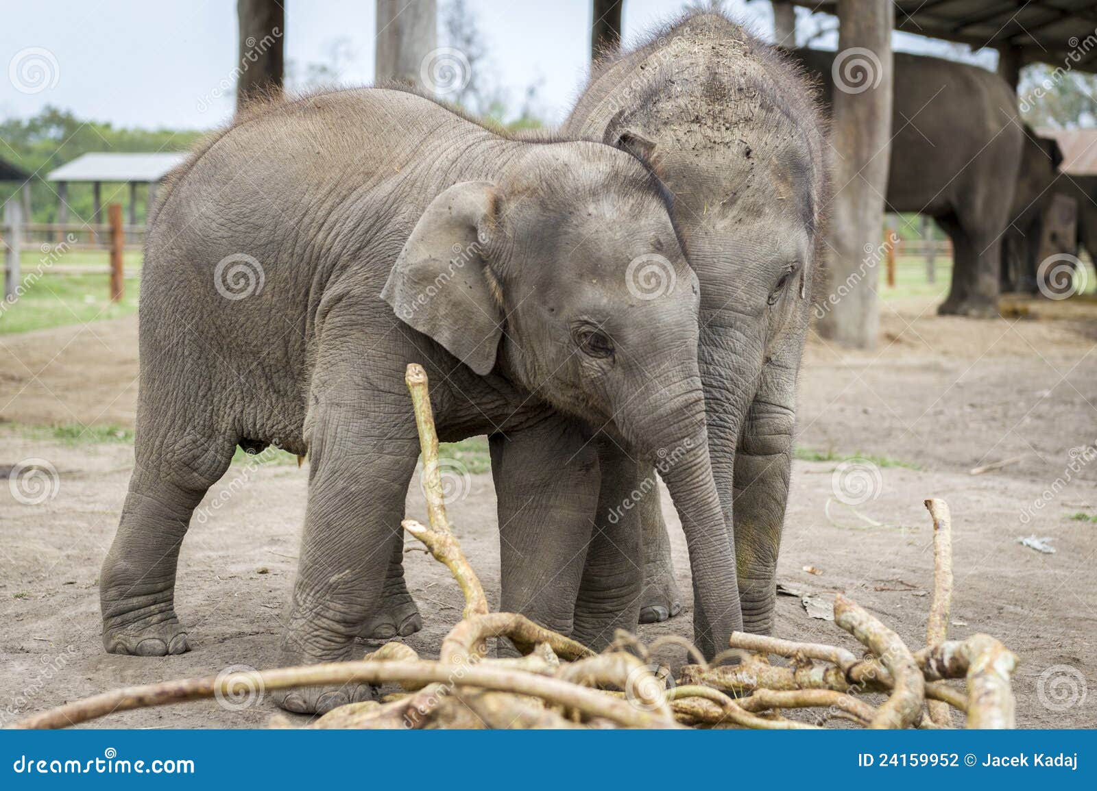Small Elephants are Playing Stock Photo Image of local, elephant