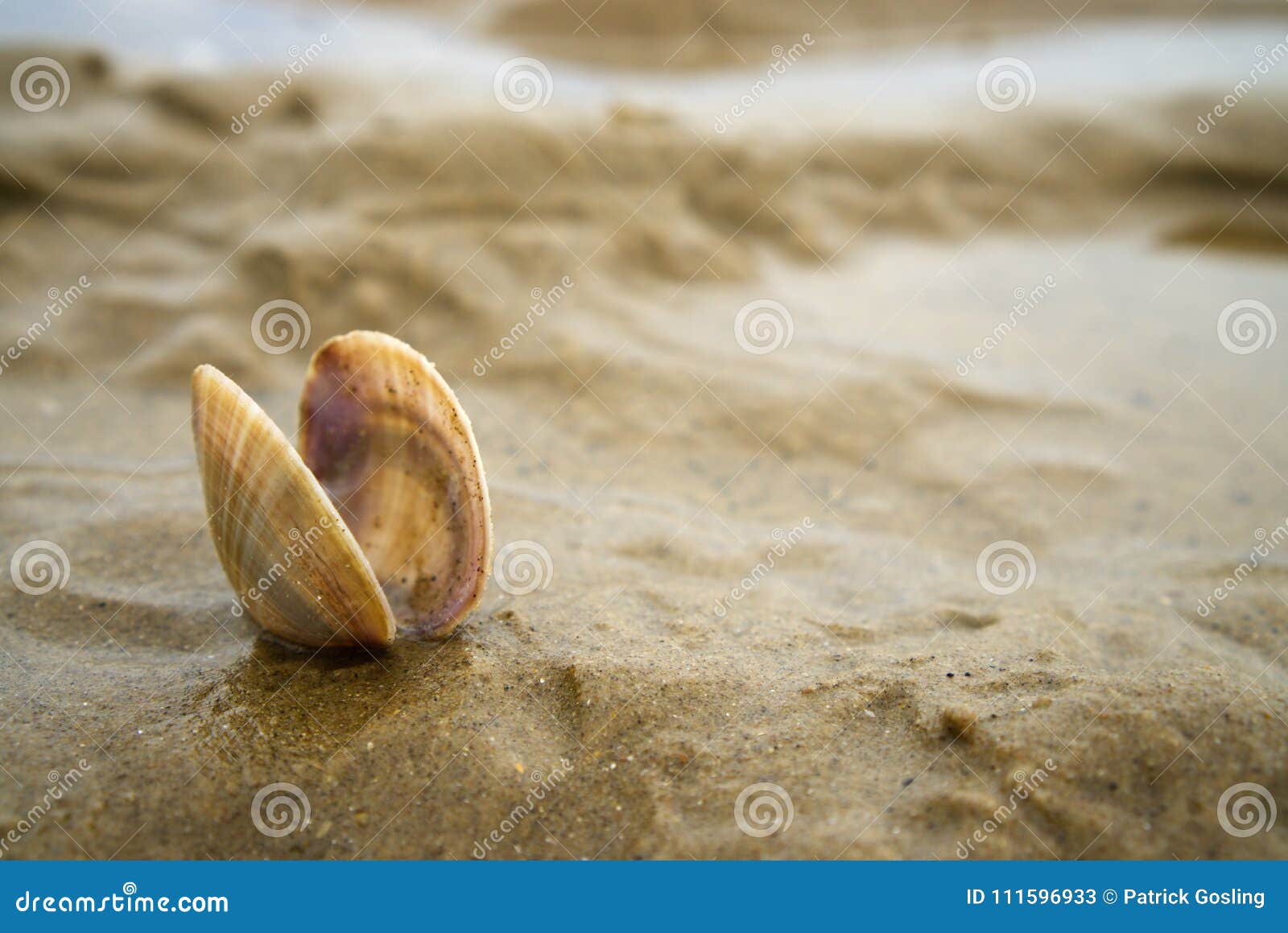 Seashell Identification Chart Uk