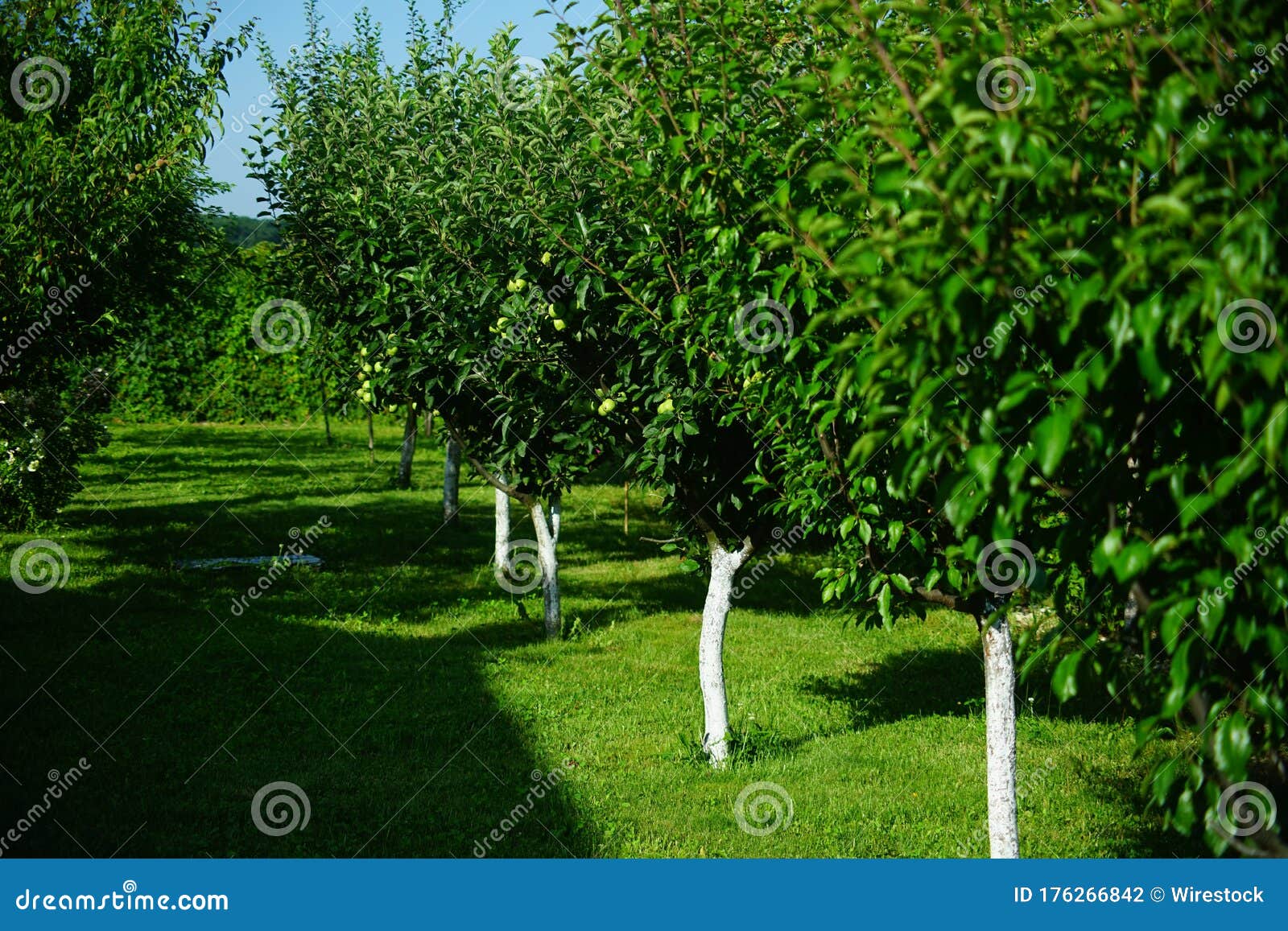 Small European Orchard In The Summer Stock Photo - Image of abundance,  small: 176266842