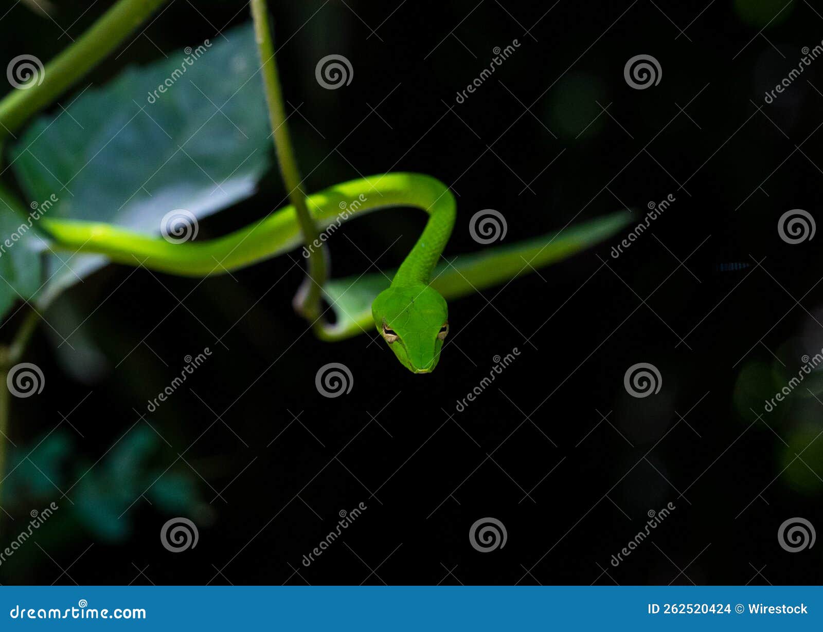 Small Exotic Bright Green Snake with the Black Background Stock Photo