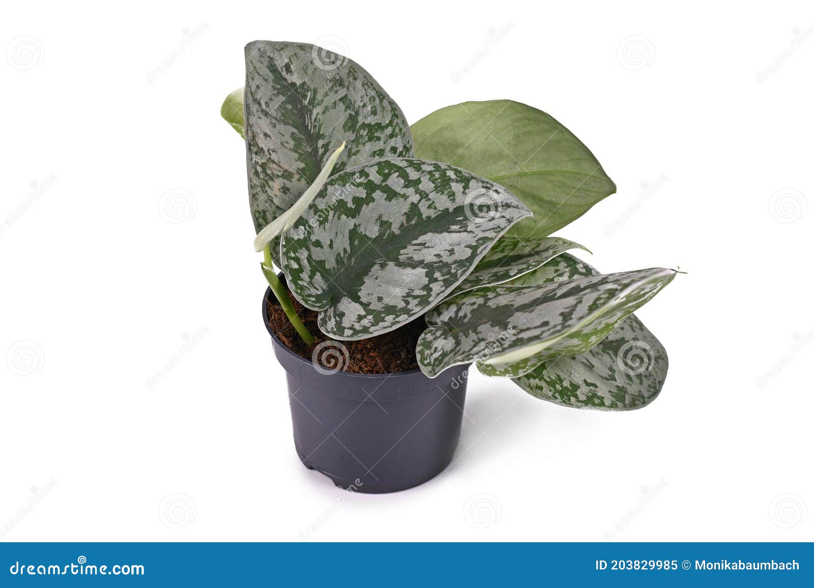 small exotic `scindapsus pictus exotica` or `satin pothos` houseplant with large leaves with velvet texture and silver spots
