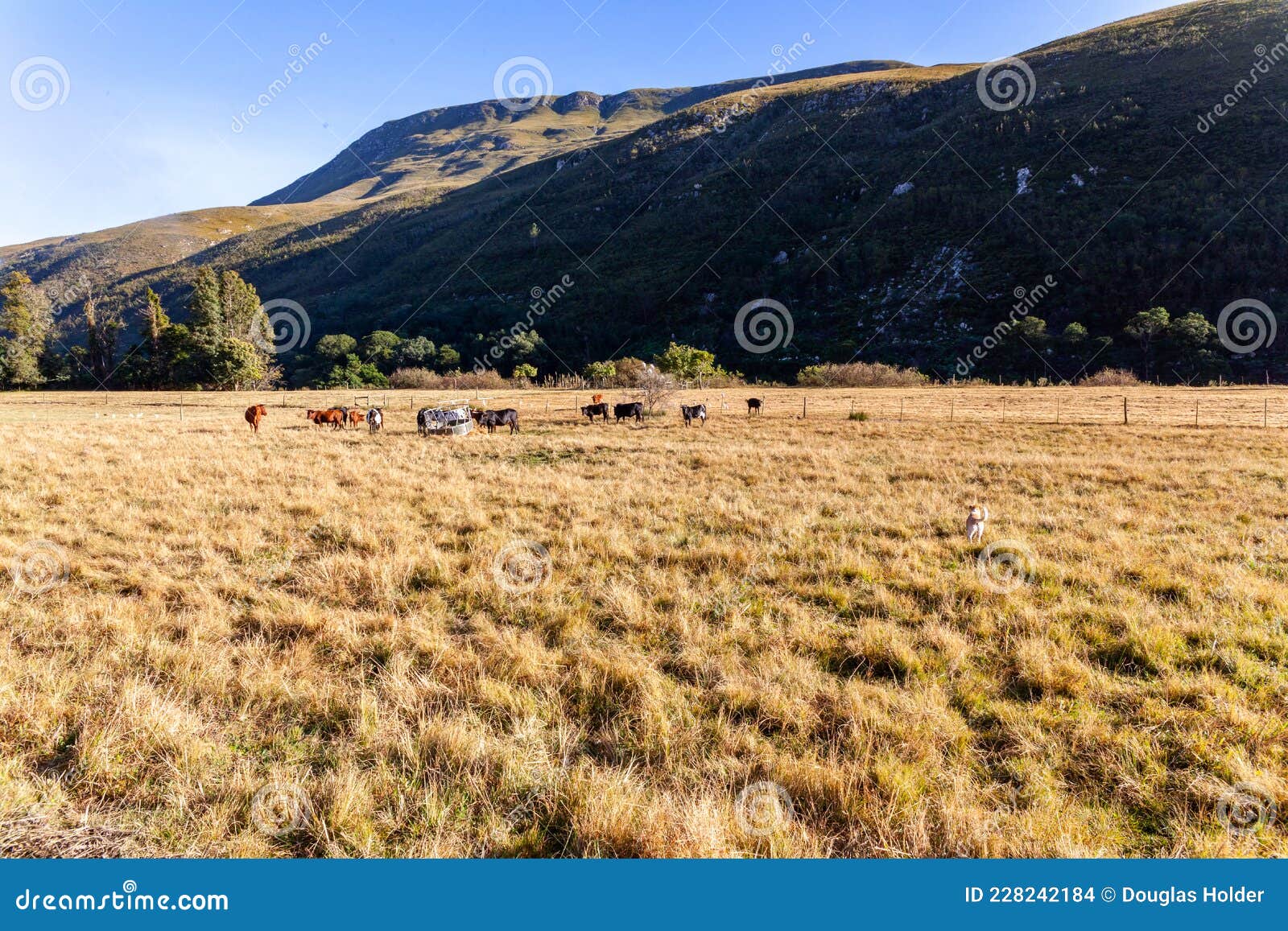a small farm near langberg east mountains, swellendam.