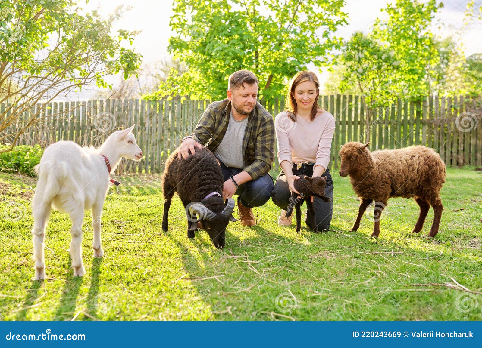 Small Farm with Ouessant Sheep and Goat, Portrait of Family Couple of Farm  Owners Stock Image - Image of husband, people: 220243669