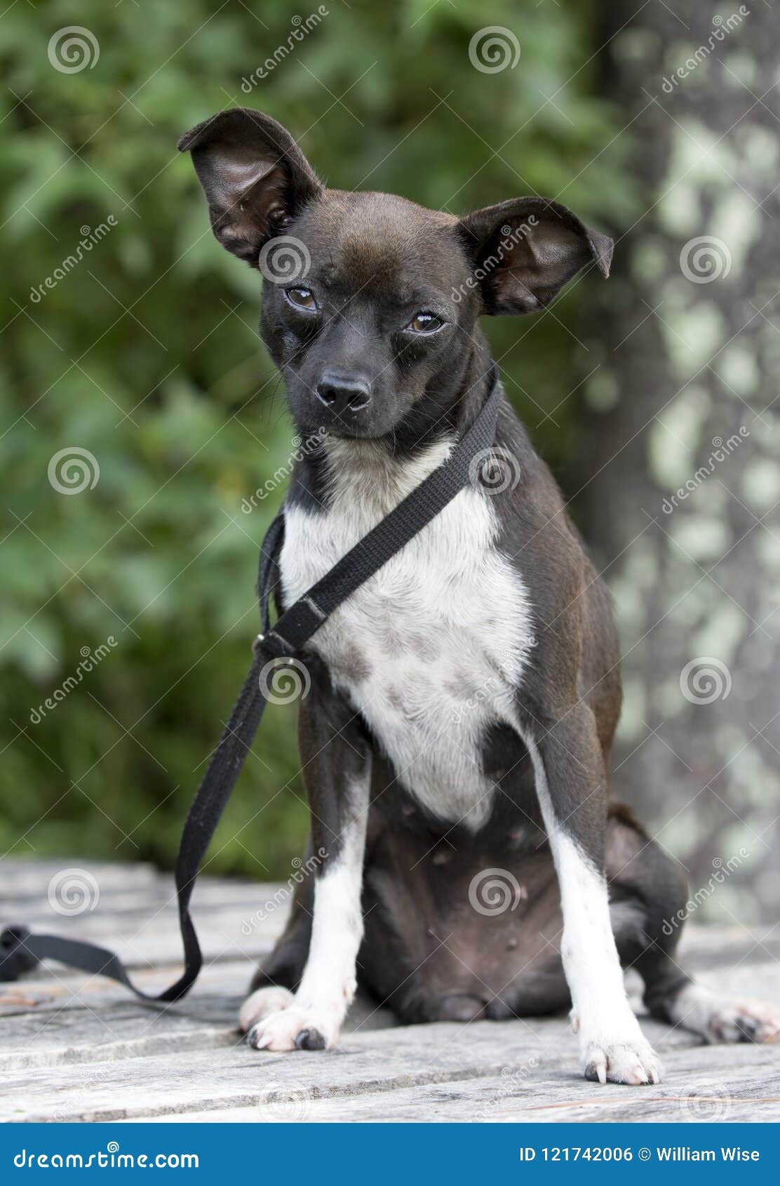 small mixed breed dogs for adoption