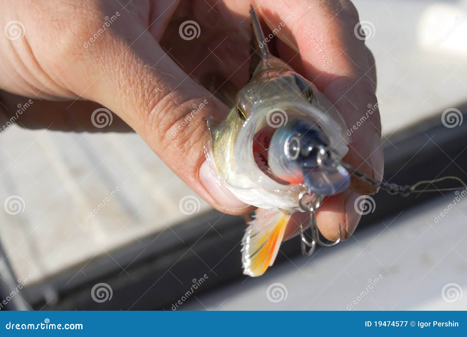 19,268 Small Fish River Stock Photos - Free & Royalty-Free Stock Photos  from Dreamstime