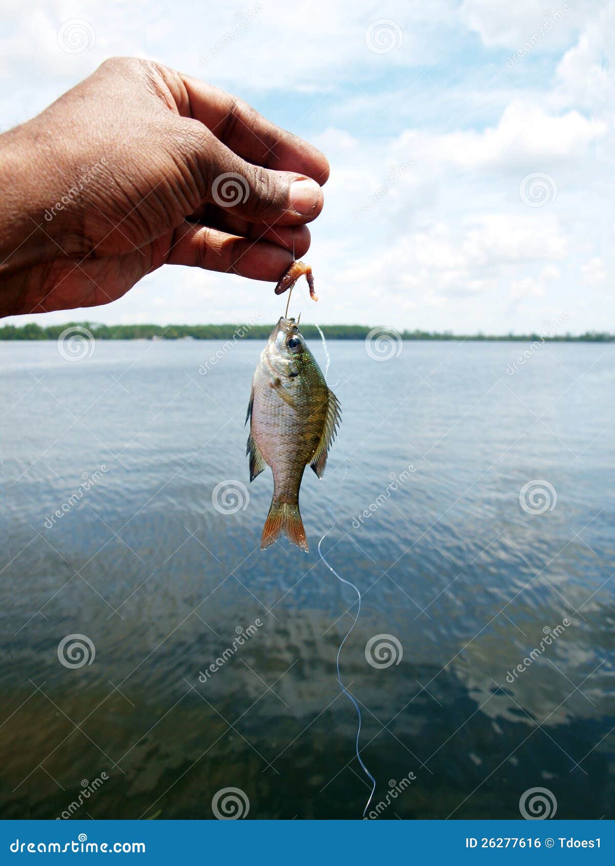 Small fish stock photo. Image of fish, size, bluegill - 26277616