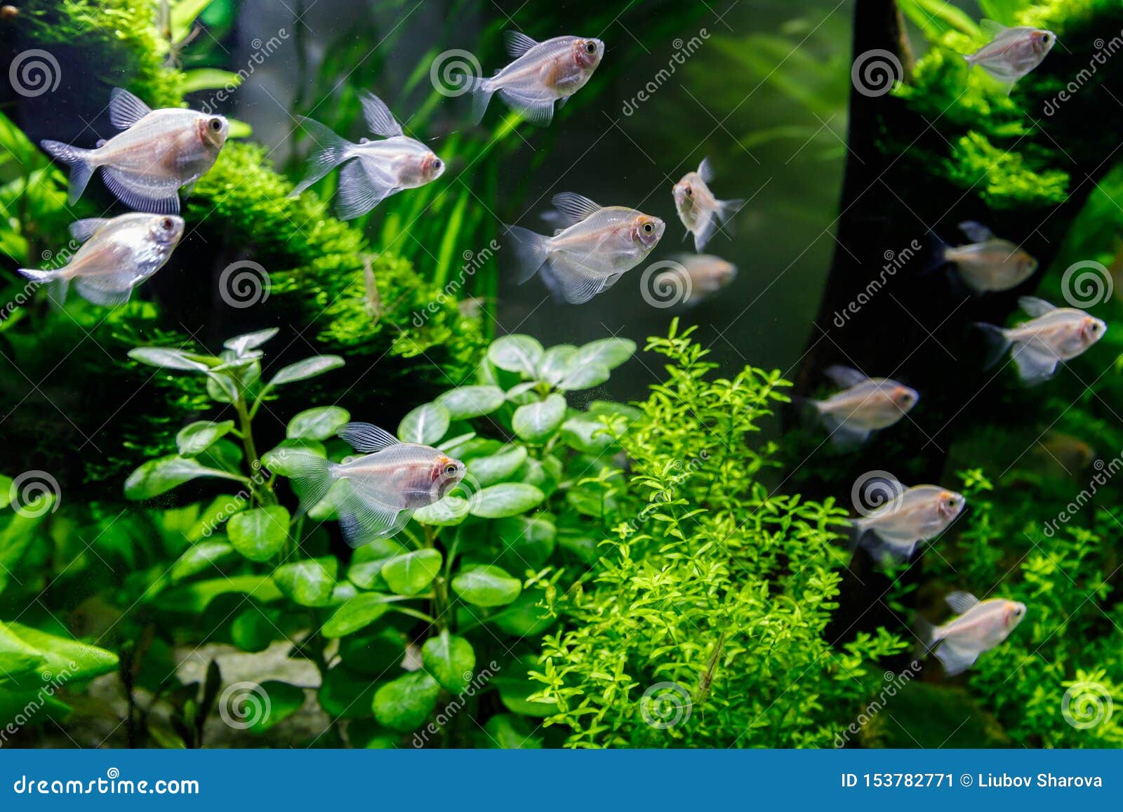 small fish tank backgrounds