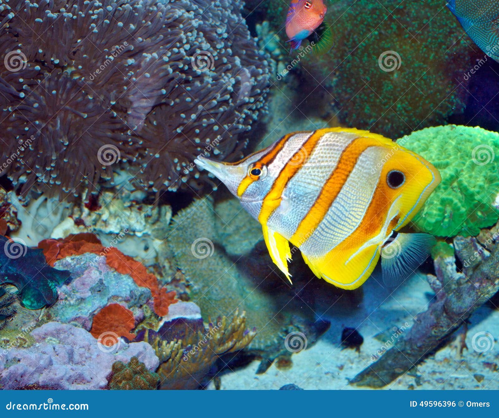 Small fish in an aquarium stock photo. Image of colored 49596396