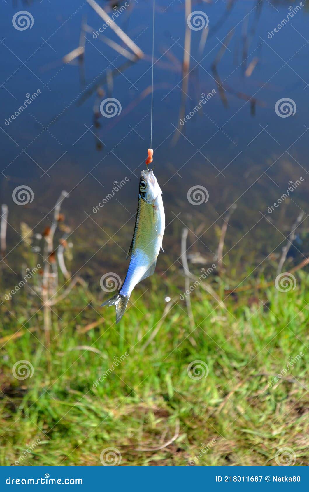 Small Fish Caught on the River Bank, Hanging on a Fishing Line