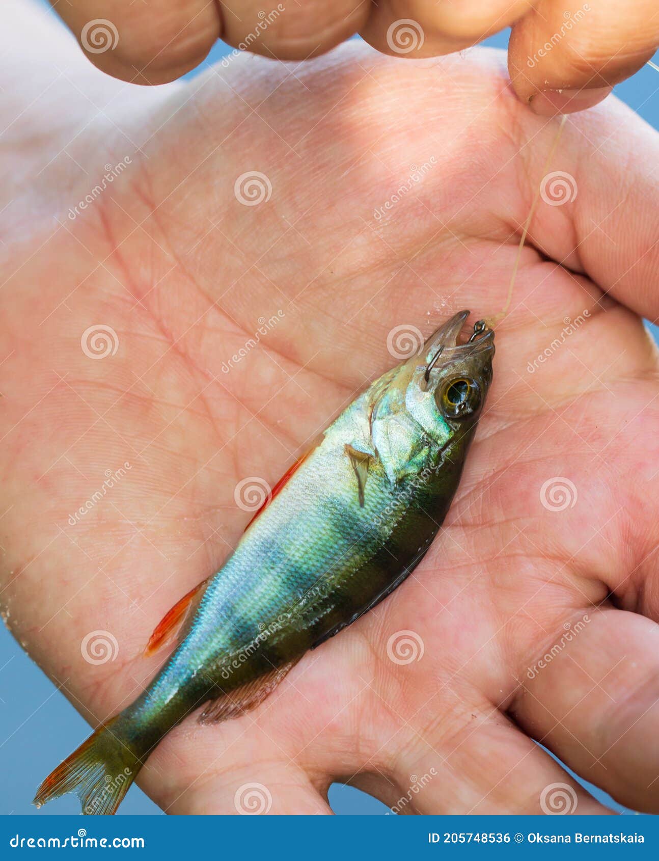 Small Fish Caught on a Worm Stock Photo - Image of aroma, bright
