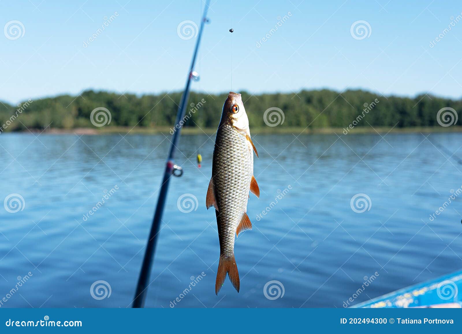 Small Fish Hanging on a Fishing Line on the Background of Blue Water Stock  Photo - Image of freshwater, hobbies: 202494300