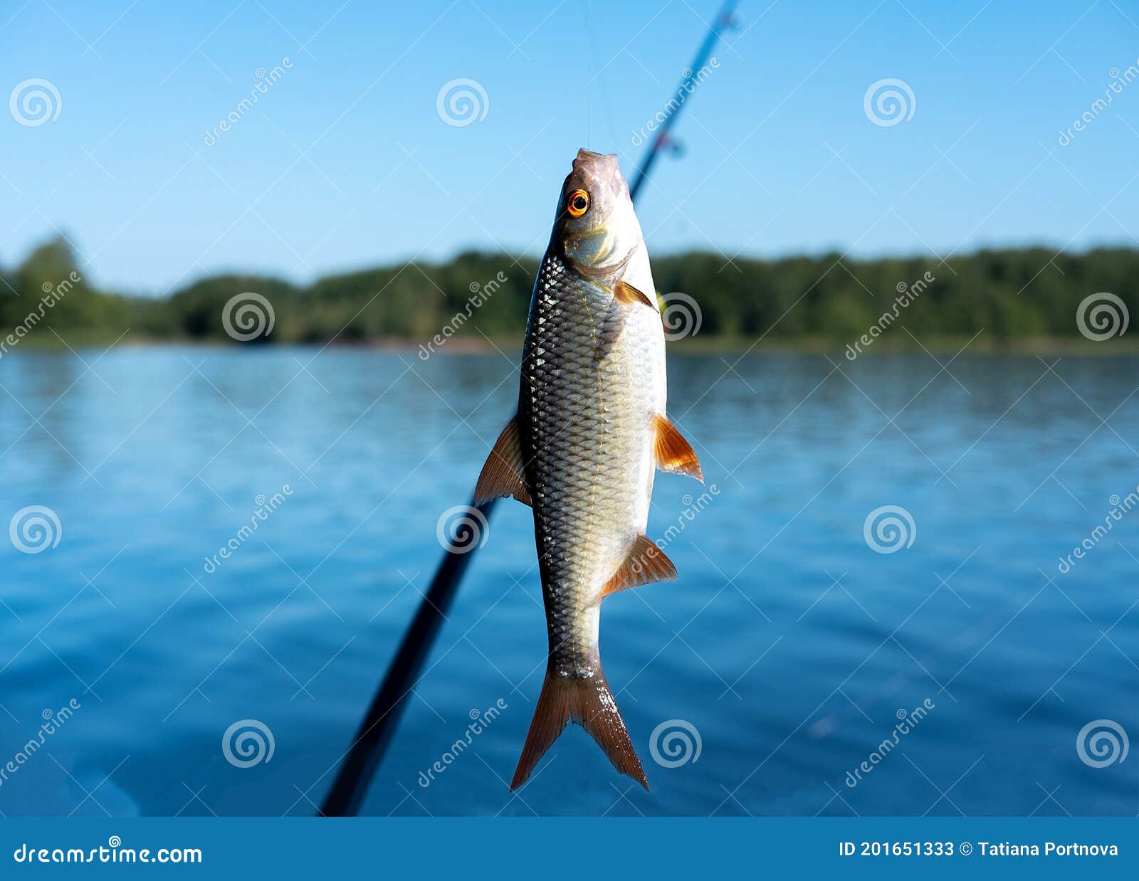 Small Fish Hanging on a Fishing Line on the Background of Blue Water Stock  Image - Image of freshwater, catch: 201651333