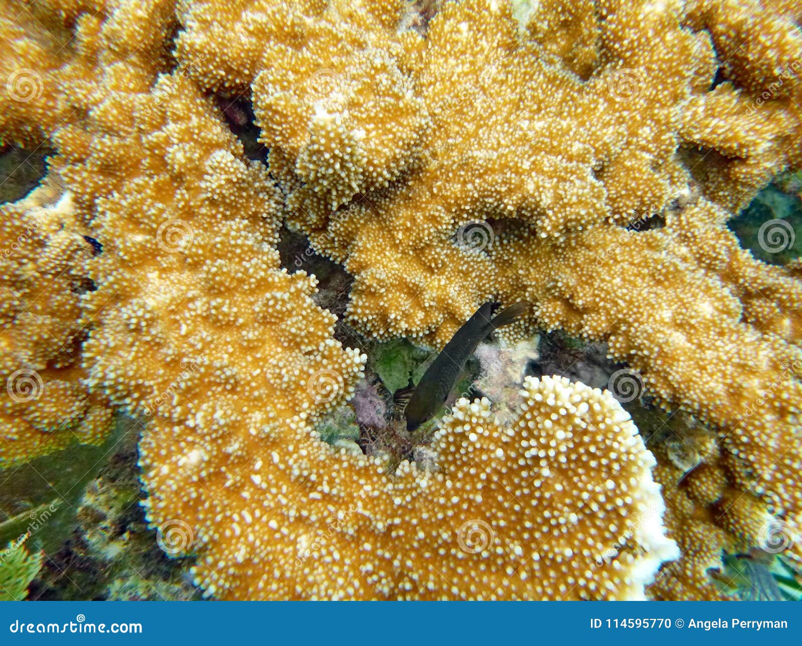 Small Fish Hiding in a Piece of Coral in the Bay Islands of Belize ...