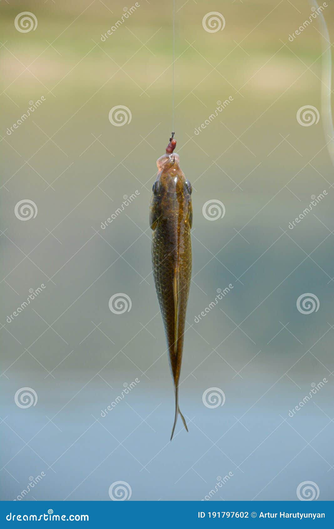 Small Fish Pecked a Fishing Rod Stock Photo - Image of roach, pike