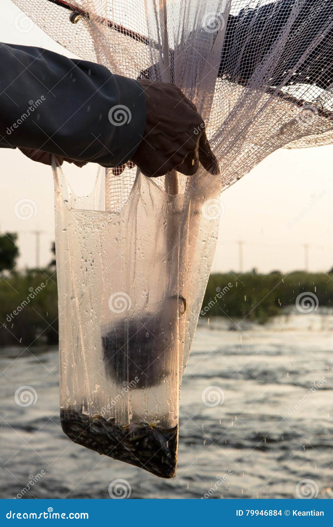 Small fish plastic bag. stock photo. Image of natural - 79946884